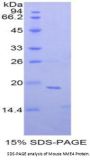 Mouse Non Metastatic Cells 4, Protein NM23A Expressed In (NME4) Protein