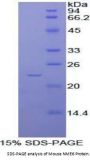 Mouse Non Metastatic Cells 6, Protein Expressed In (NME6) Protein