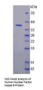 Human Nuclear Factor Kappa B (NFkB) Protein
