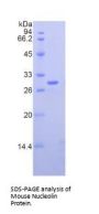 Mouse Nucleolin (NCL) Protein