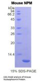 Mouse Nucleophosmin (NPM1) Protein