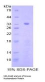 Mouse Nucleoredoxin (NXN) Protein