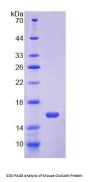 Mouse Occludin (OCLN) Protein