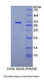 Rat O-Fucosylpeptide-3-Beta-N-Acetylglucosaminyltransferase (RFNG) Protein