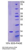 Rat Olfactomedin 4 (OLFM4) Protein