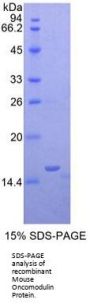 Mouse Oncomodulin (OCM) Protein