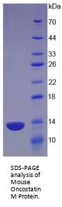 Mouse Oncostatin M (OSM) Protein