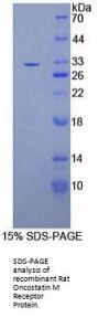 Rat Oncostatin M Receptor (OSMR) Protein