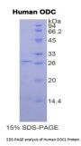 Human Ornithine Decarboxylase (ODC1) Protein