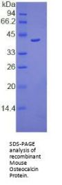 Mouse Osteocalcin (BGLAP) Protein