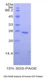 Human Osteoclast Stimulating Factor 1 (OSF) Protein