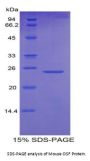 Mouse Osteoclast Stimulating Factor 1 (OSF) Protein