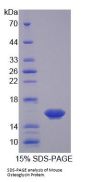 Mouse Osteoglycin (OGN) Protein
