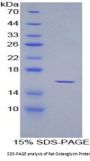 Rat Osteoglycin (OGN) Protein