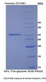 Human Otubain 1 (OTUB1) Protein