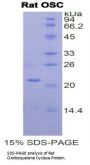 Rat Oxidosqualene Cyclase (OSC) Protein