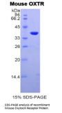 Mouse Oxytocin Receptor (OXTR) Protein