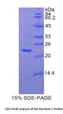Rat Pannexin 1 (PANX1) Protein
