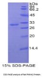 Rat Paraneoplastic Antigen MA2 (PNMA2) Protein