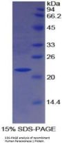 Human Paraoxonase 1 (PON1) Protein