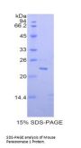 Mouse Paraoxonase 1 (PON1) Protein