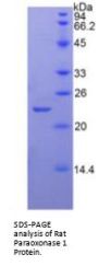 Rat Paraoxonase 1 (PON1) Protein