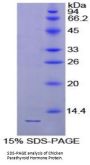 Chicken Parathyroid Hormone (PTH) Protein