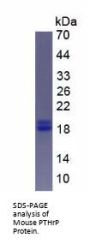 Mouse Parathyroid Hormone-Related Protein / PTHrP (PTHLH) Protein