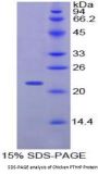 Chicken Parathyroid Hormone-Related Protein / PTHrP (PTHLH) Protein