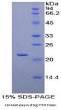 Dog Parathyroid Hormone-Related Protein / PTHrP (PTHLH) Protein