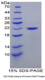 Human Parkinson Disease Protein 7 (PARK7) Protein