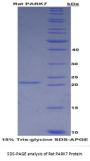Rat Parkinson Disease Protein 7 (PARK7) Protein