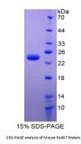 Mouse Parkinson Disease Protein 7 (PARK7) Protein
