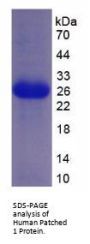 Human Patched 1 (PTCH1) Protein