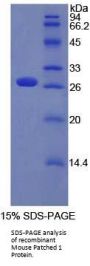 Mouse Patched 1 (PTCH1) Protein