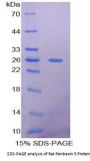 Rat Pentraxin 3 (PTX3) Protein