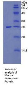 Mouse Pentraxin 3 (PTX3) Protein