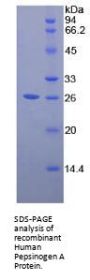 Human Pepsinogen A (PGA) Protein