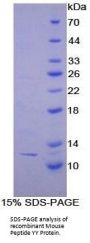 Mouse Peptide YY (PYY) Protein