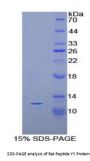 Rat Peptide YY (PYY) Protein