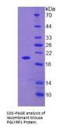 Mouse Peptidoglycan Recognition Protein 1 (PGLYRP1) Protein