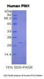 Human Peptidyl Prolyl Cis/Trans Isomerase NIMA Interacting Protein 1 (PIN1) Protein