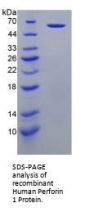 Human Perforin 1 (PRF1) Protein