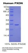 Human Peroxidasin Homolog (PXDN) Protein