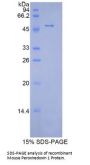 Mouse Peroxiredoxin 1 (PRDX1) Protein