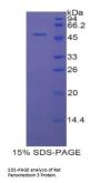Rat Peroxiredoxin 3 (PRDX3) Protein