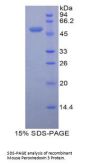 Mouse Peroxiredoxin 3 (PRDX3) Protein