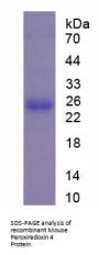 Mouse Peroxiredoxin 4 (PRDX4) Protein