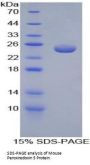 Mouse Peroxiredoxin 5 (PRDX5) Protein