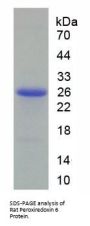 Rat Peroxiredoxin 6 (PRDX6) Protein